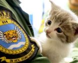 Kitten rescued after 300 mile journey