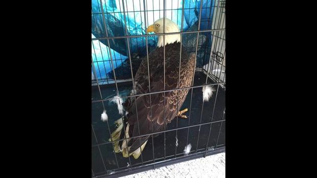 a-bald-eagle-rescued-from-a-car-grill-in-clay-county