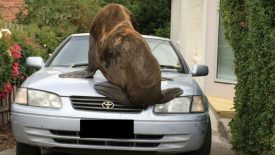 Seal sitting on car