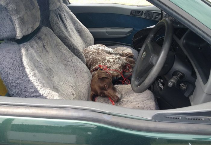 dog in car