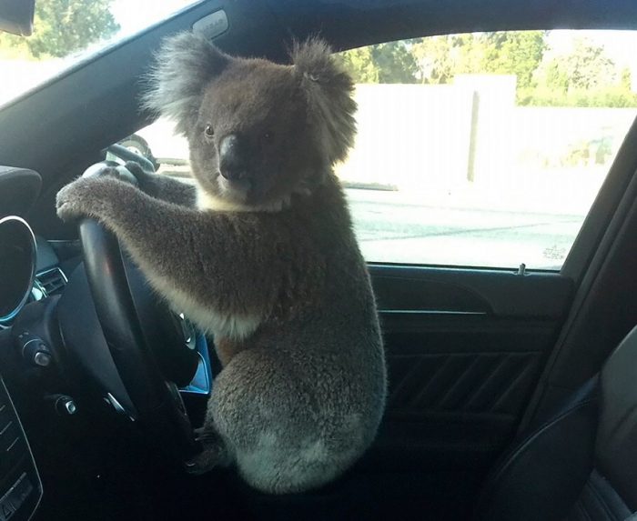 Koala rescued in Southern Australia after a 5 car pileup