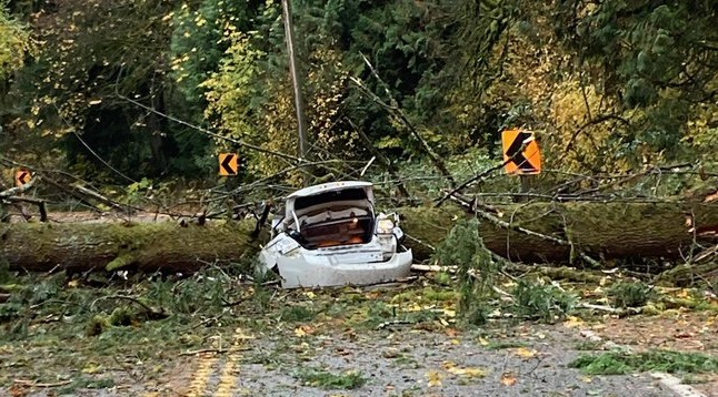 car crashes after tree fell on it in Fall City